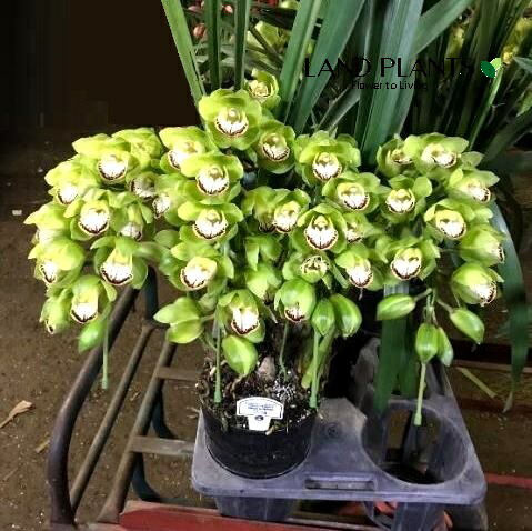 楽天市場】シンビジューム（ビビアン・イエローシャイン）アーチ仕立て