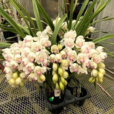 楽天市場】シンビジューム（ビビアン・イエローシャイン）アーチ仕立て