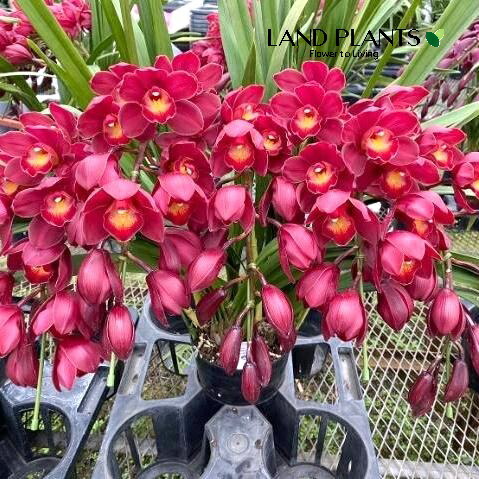 ☆シンビジューム☆ロマンティックラブ’テンシノクチヅケ☆アーチ型☆7号鉢☆2F☆ ☆シンビジューム☆ロマンティックラブ'テンシノクチヅケ☆アーチ型☆7