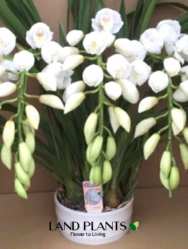 楽天市場】シンビジューム（エレガントレディ）アーチ仕立て 7号