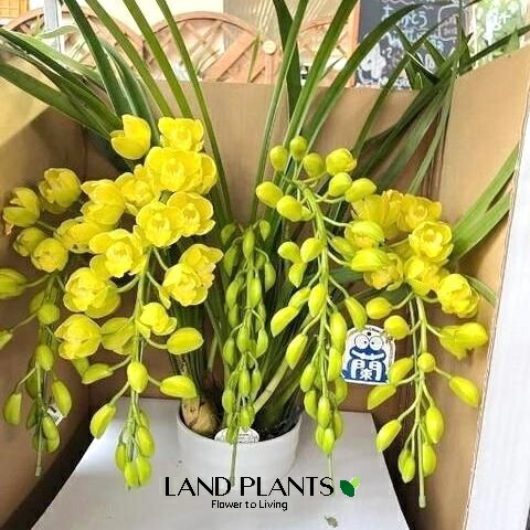 楽天市場】シンビジューム（ビビアン・イエローシャイン）アーチ仕立て