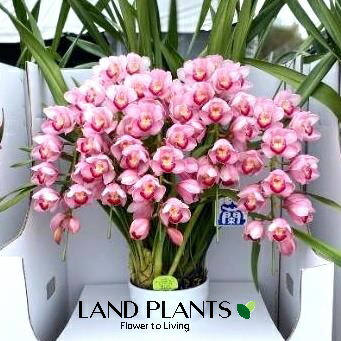 楽天市場】シンビジューム（エンゼルナースユキ・フユノソナタ）アーチ