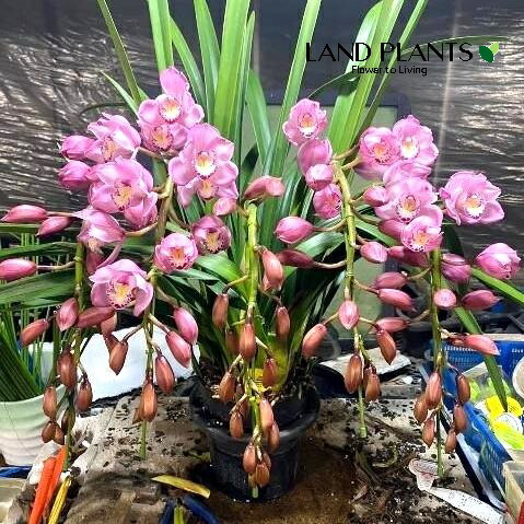 ☆シンビジューム☆エンゼルナースユキ’フユノソナタ’☆アーチ型☆陶器7号鉢☆4F 楽天市場】シンビジューム（エンゼルナースユキ・フユノソナタ）アーチ