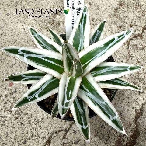 楽天市場】アガベ（氷山：ヒョウザン）Sサイズ 2.5号 プラスチック苗 1
