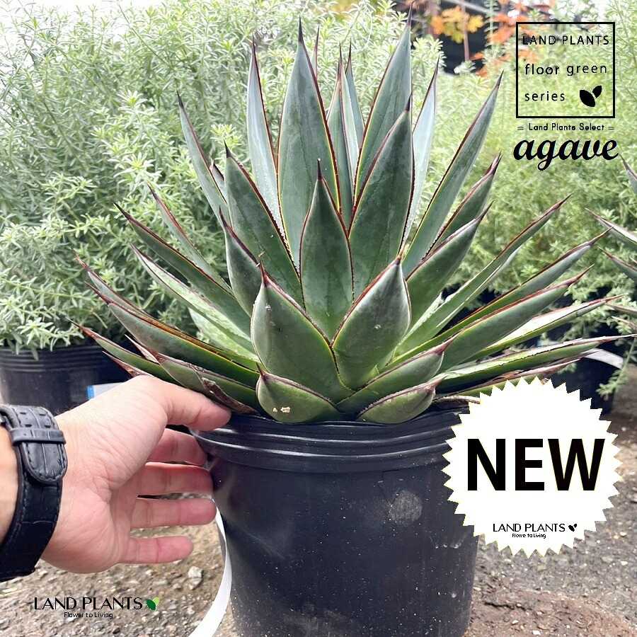 楽天市場】【現品・現物】アガベ・スノーグロー Agave hyb.'Snow