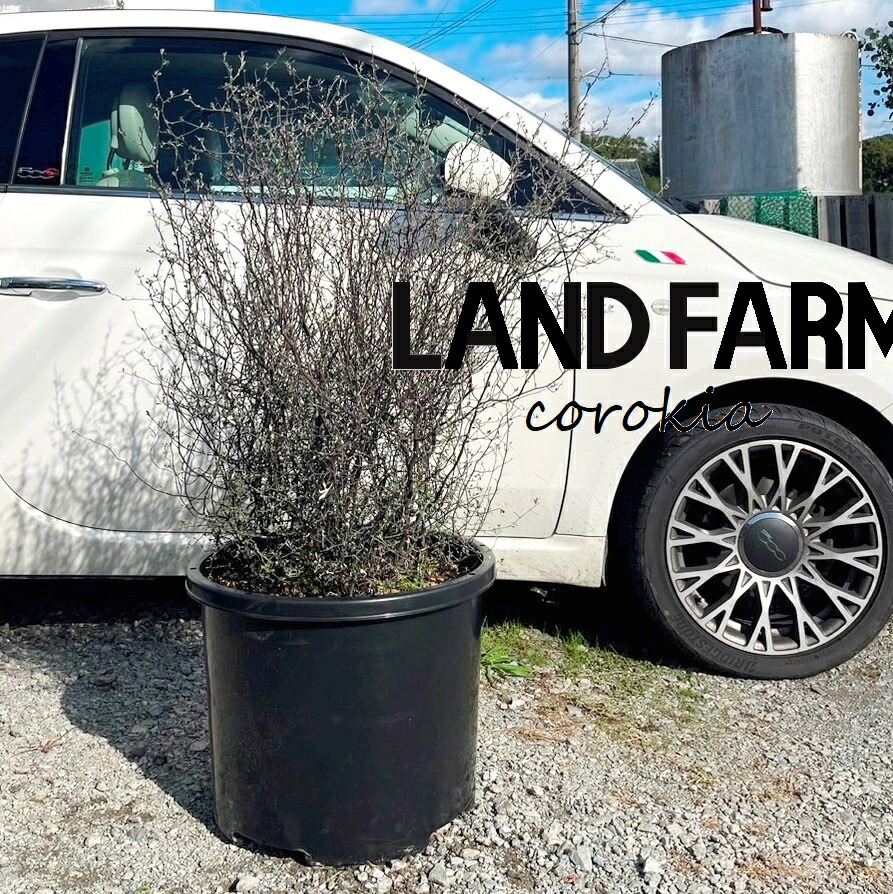 楽天市場】【現品発送】クサントロエア ブラックボーイ 6号 苗木【FA