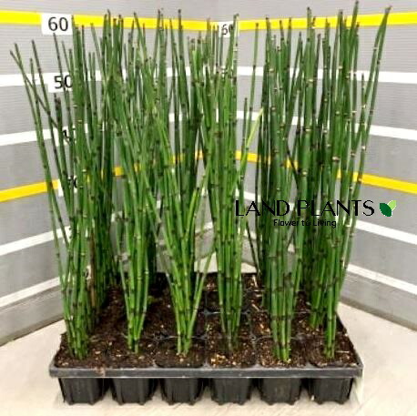 ジャンボトクサ 楽天市場】ジャンボトクサ（トクサ：砥草） 5寸 ポット苗 1鉢