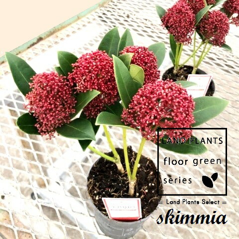 楽天市場】スキミア「フィンチー」 3.5号植え苗木 : 千草園芸 楽天市場】スキミア「フィンチー」 3.5号植え苗木 : 千草園芸