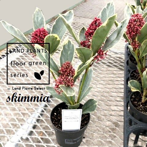 ぐっどな毎日様 リクエスト 2点 まとめ スキミア ペローサ マジック