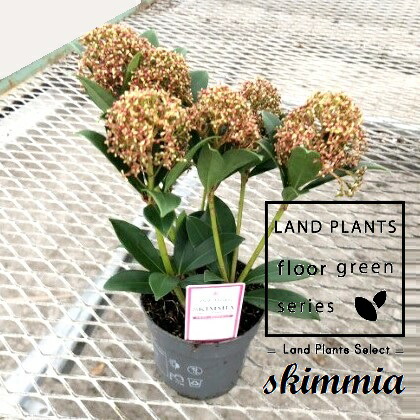 楽天市場】スキミア マジックマルロー 3.5号苗 : 千草園芸