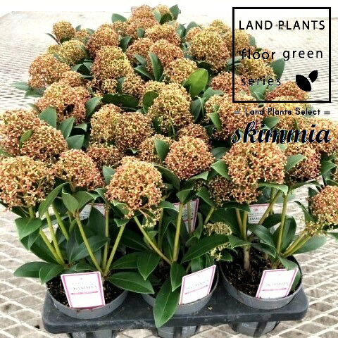 楽天市場】スキミア マジックマルロー 3.5号苗 : 千草園芸