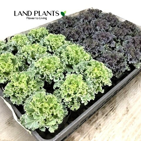 【ケース販売：28入】 葉牡丹（チリメン） 3号 ポット苗 28鉢 ミニ葉牡丹 葉ボタン ハボタン Brassica oleracea var. acephala｜LAND PLANTS 店