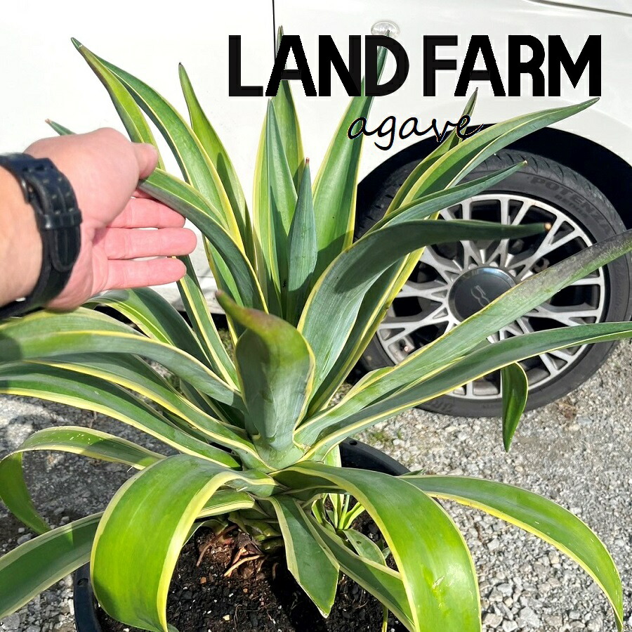 楽天市場】アガベ・エクスパンサ中斑 大株 ※7号規格 抜き苗
