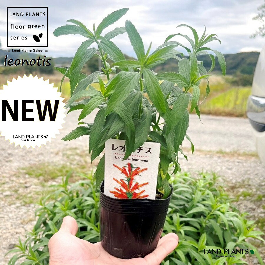 楽天市場】【ケース販売：24入】 レオノティス・レオヌルス