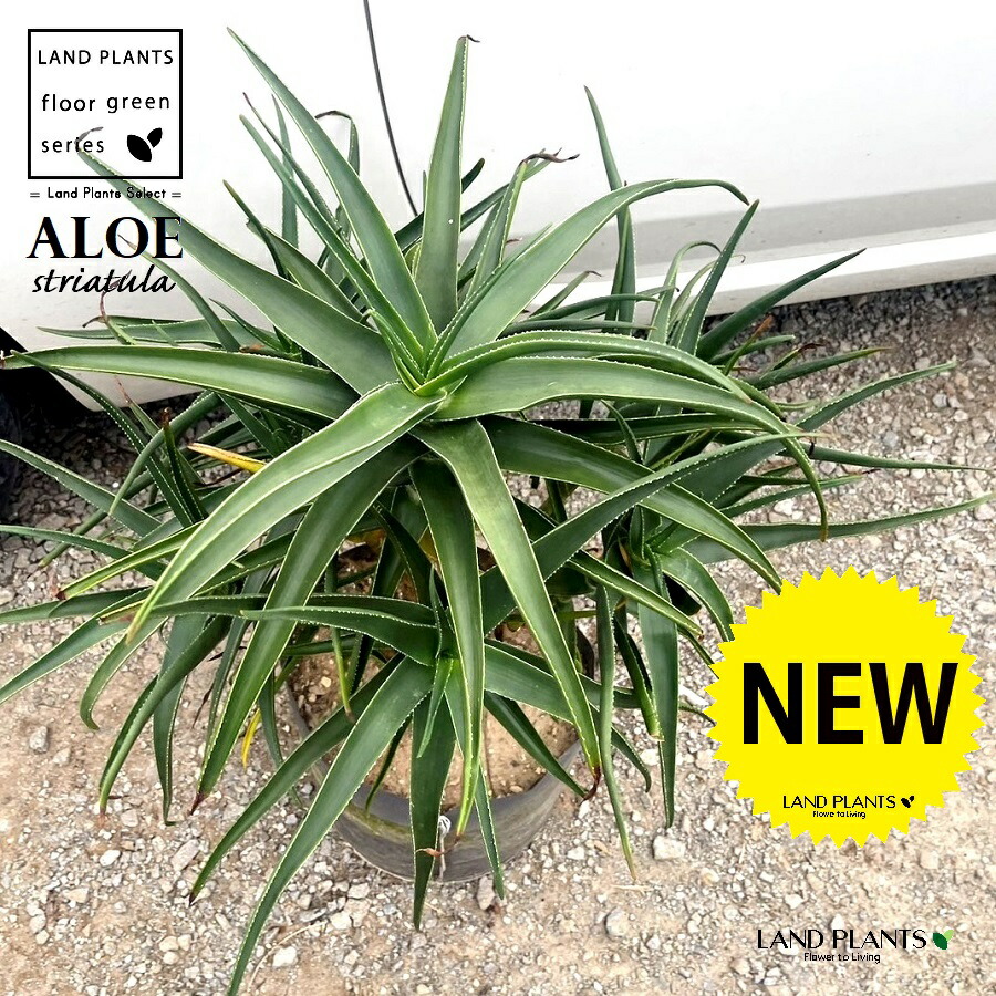 楽天市場】アロエ・トンガレンシス（メデューサ） 10号 プラスチック鉢