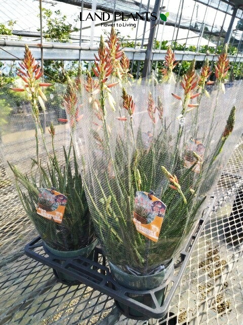 長谷川康平 | アロエ・ポリフィラ🌱 ついに初の花芽😁 #アロエ