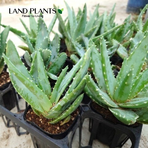 楽天市場】【ケース販売：12入】 アロエ（ポリフィラ） 3.5号 ポット苗