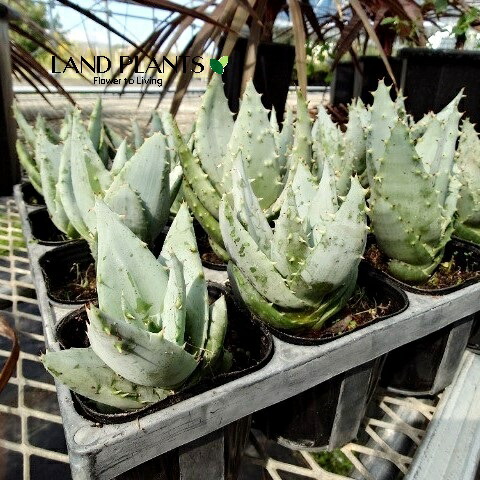 楽天市場】【ケース販売：8入】 アロエ（ペグレラエ） 4号 ポット苗 8