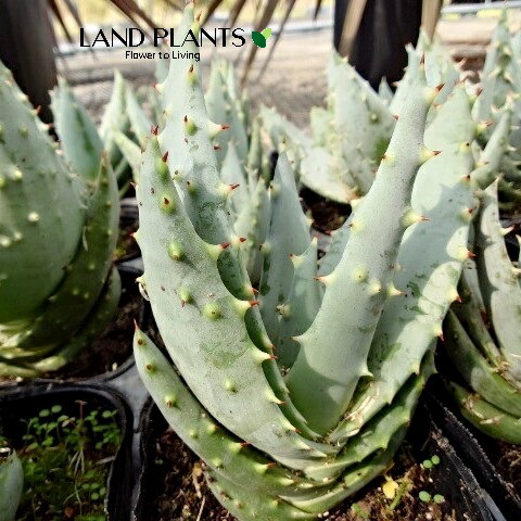 楽天市場】アロエ（ポリフィラ） 3.5号 ポット苗 1鉢 アロエポリフィラ