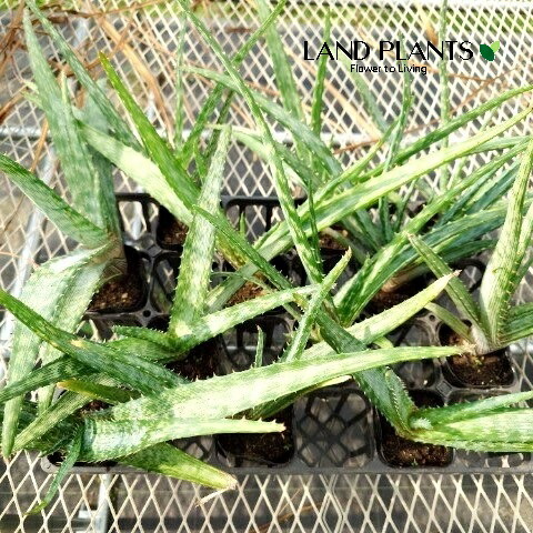 1*5様 鉢まま配送　スパイラルアロエ5寸　ポリフィラ　Aラベル Amazon.co.jp: アロエポリフィラ スパイラルアロエ5種 : DIY