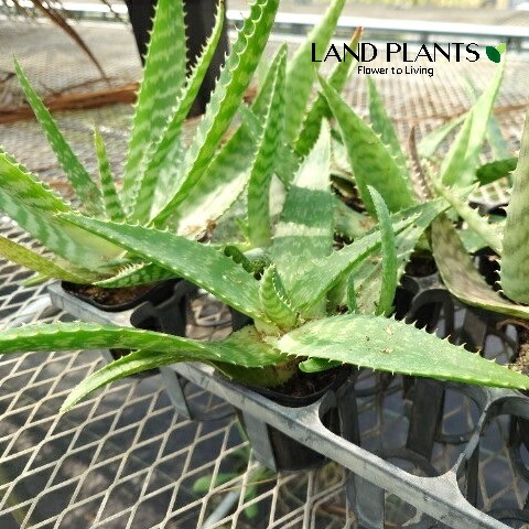 楽天市場】レオノティス・レオヌルス（ライオンズイアー） 4号