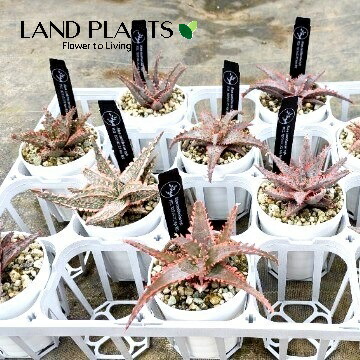 【ケース販売：12入】 アロエ（カスティロニアエ） 3号 ポット苗 12鉢 アロエカスティロニアエ Aloe Castilloniae