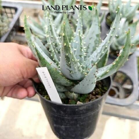 アロエ　ポリフィラ【21-300】 Z24 アロエ ポリフィラ Aloe polyphylla 多肉植物 美株 大株【同