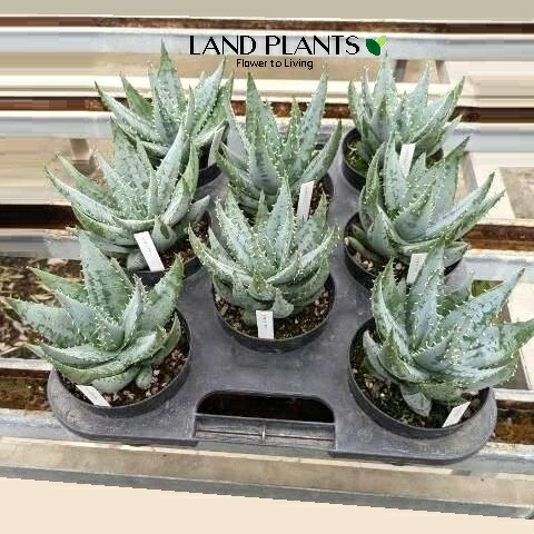 楽天市場】アロエ（ディコトマ） 1鉢 8号 プラスチック鉢 アロエディコ