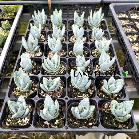 アロエペグレラエ 楽天市場】アロエ（ペグレラエ） 2.5号 ポット苗 1鉢 アロエペグレラエ