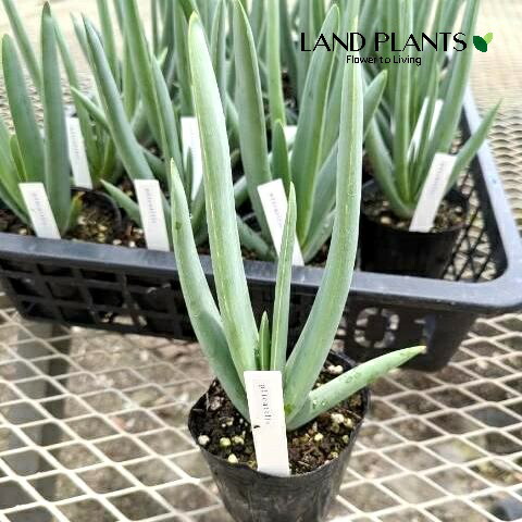 楽天市場】アロエ・プリカティリス 5号鉢 : 四国ガーデン楽天市場支店