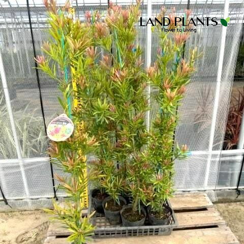 【ケース販売：8入】 赤芽イヌマキ（H100cm：匝瑳） 5号 ポット苗 8鉢 イヌマキ 犬槙 槙 マキ ホンマキ Podocarpus macrophyllus｜LAND PLANTS 店