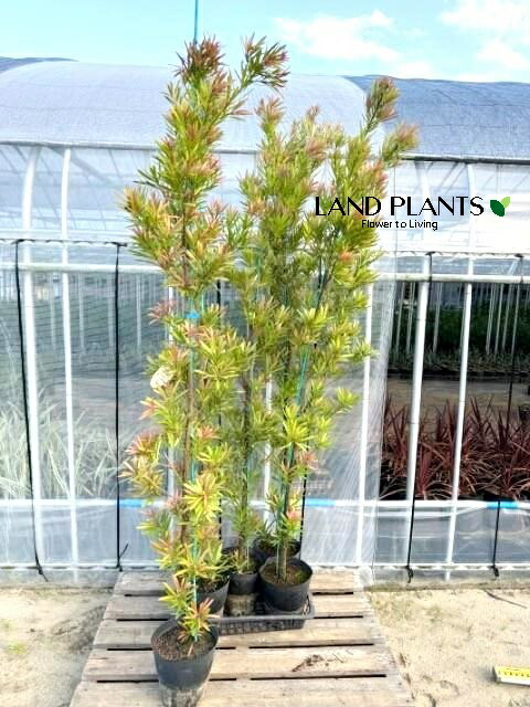 楽天市場】【現品・現物】ブルーマキ マキ・アイシーブルー Podocarpus