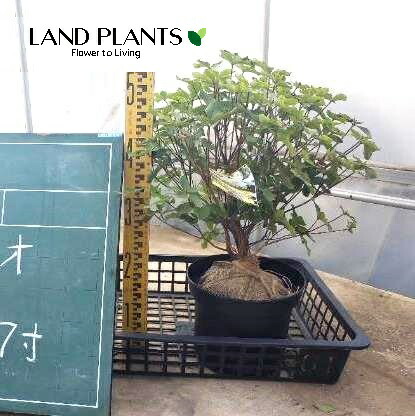 楽天市場】【ケース販売：4入】 シロヤシオツツジ（白八汐躑躅