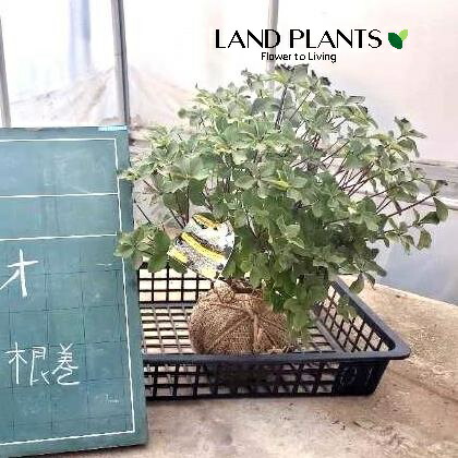 シロヤシオツツジ/特大株【品番3285】 楽天市場】【現品】シロヤシオツツジ（白八汐） 大株 W80cm