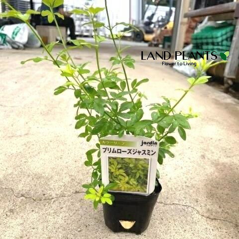 hihi様　ジャスミン9個、ホワイトローズ1個 合計10個 ジョイント エッジ ホワイト JBG-EW 4975149596645