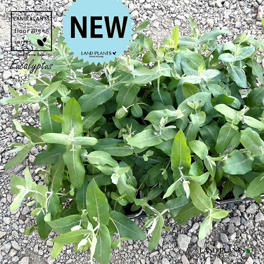 【ケース販売：24入】 ユーカリ（グロブルス） 3.5号 ポット苗 24鉢 Eucalyptus｜LAND PLANTS 店