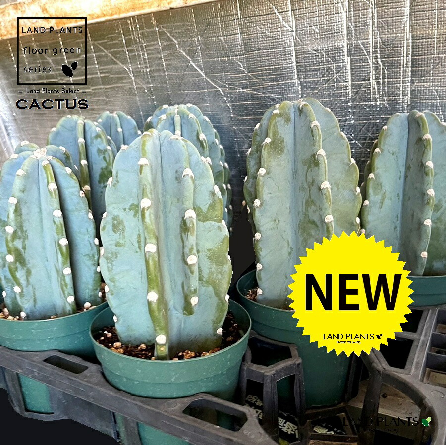 楽天市場】さぼてん 柱サボテン 2本立ち 8号サイズ【地域限定