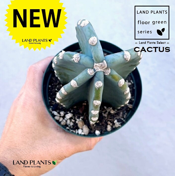 楽天市場】さぼてん 柱サボテン 2本立ち 8号サイズ【地域限定送料無料