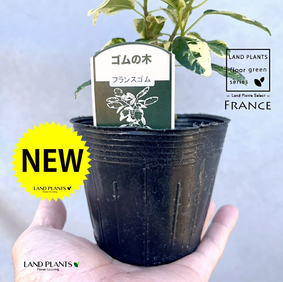 楽天市場】フィカス(デコラ・トリカラー)1鉢 5号 プラスチック 楽天市場】フィカス(デコラ・トリカラー)1鉢 5号 プラスチック