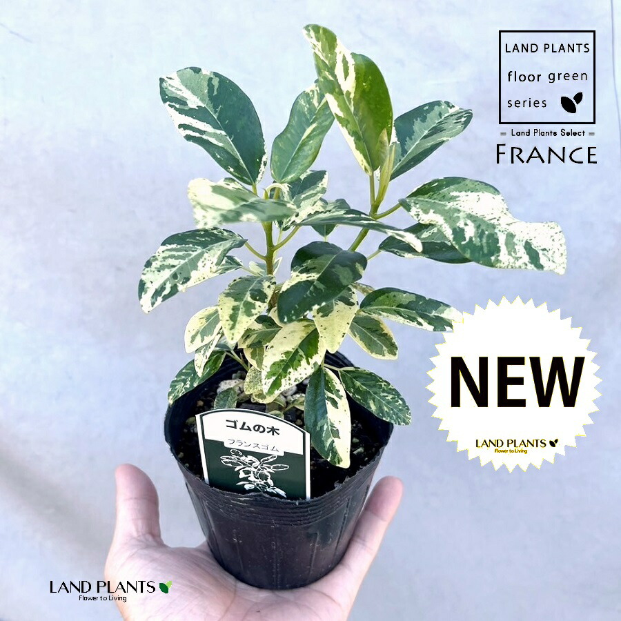 フランスゴムの木 斑入り フィカス ルビギノーサバリエガータ