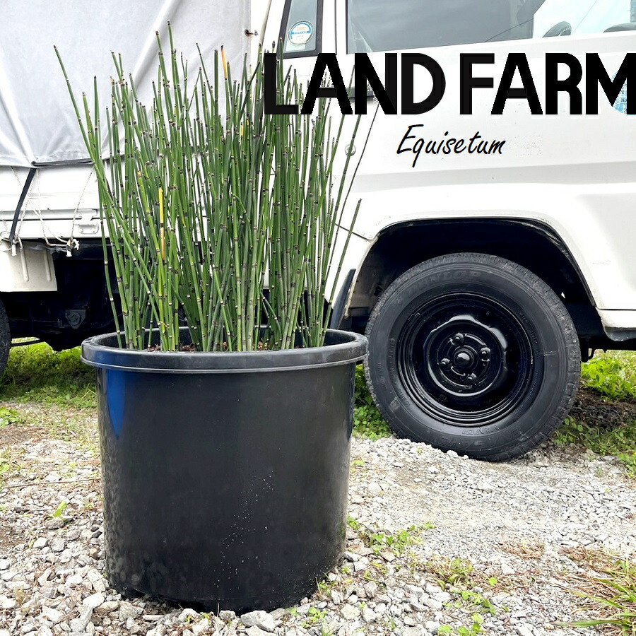 楽天市場】ジャンボトクサ（トクサ：砥草） 5寸 ポット苗 1鉢