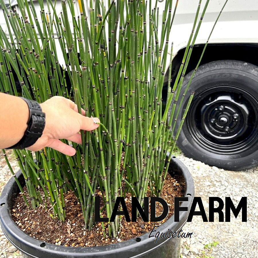 楽天市場】ジャンボトクサ（トクサ：砥草） 5寸 ポット苗 1鉢