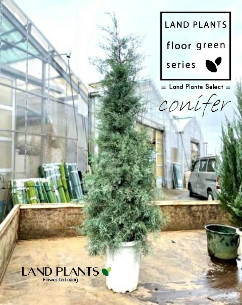 ブルーアイス 苗 160cm❗10号 綺麗な葉色 シルバーブルー 大型最優良株