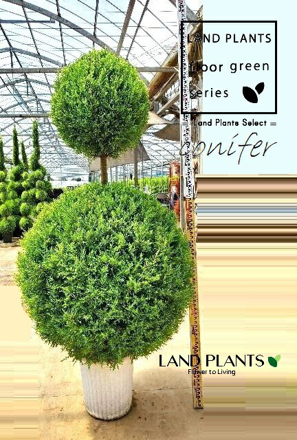 楽天市場】【 接木個体です 】ヒマラヤスギ 『 ファーストスノー 』6号