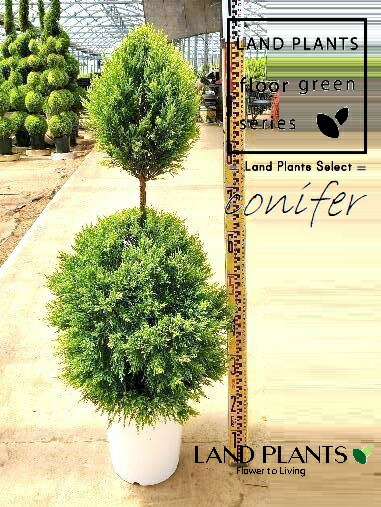 楽天市場】【 接木個体です 】ヒマラヤスギ 『 ファーストスノー 』6号