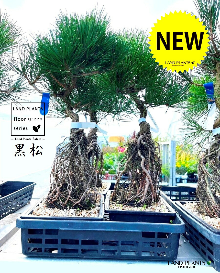 楽天市場】松（巨木：H230cm） 15号 プラスチック鉢 1鉢 マツ 松の木