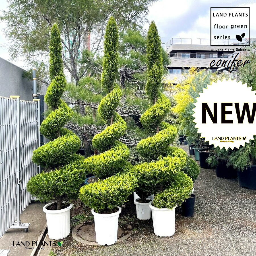 ゴールドクレスト（渦巻き：230珊） 12号 可塑性物質鉢 1鉢 ヒバ コニファー コニファ ヒノキ 針葉樹 conifer Hesperocyparis macrocarpa \u0027Goldcrest\u0027