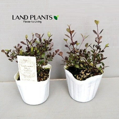 楽天市場】【ケース販売：24入】 レオノティス・レオヌルス