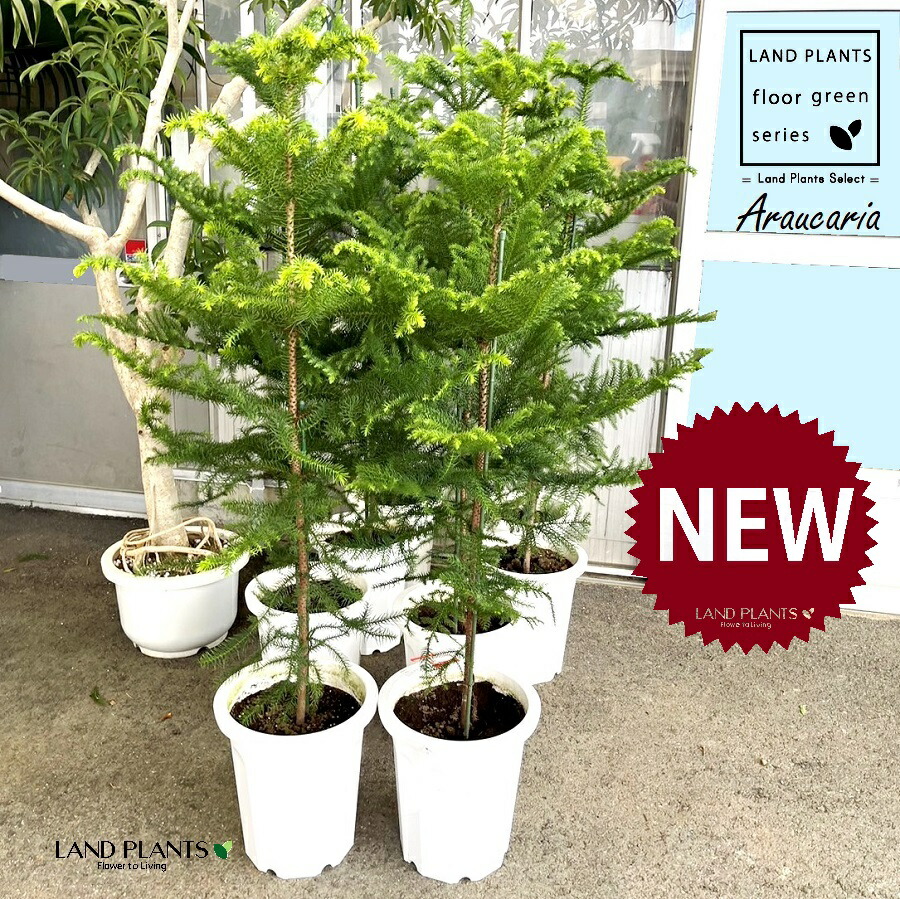 アロカリア シマナンヨウスギ シマ南洋杉 南洋杉 大型210❗苗木 観葉植物 楽天市場】現品をお届けします。2024年12月5日撮影現品B