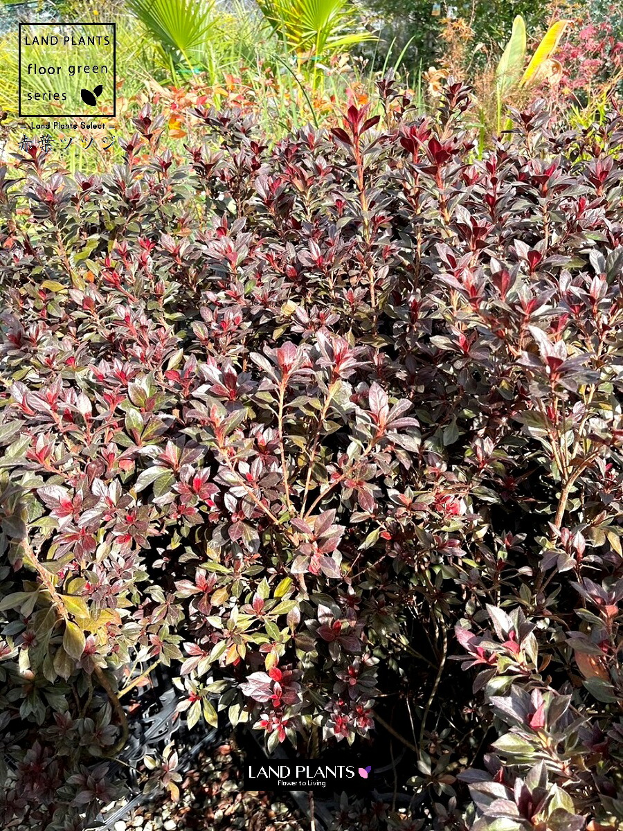 【レッドアテス】　赤釈迦頭　6年生苗　バンレイシ科（２５ｃｍロングポットで発送） レッドアテス】 赤釈迦頭 6年生苗 バンレイシ科（25cmロング